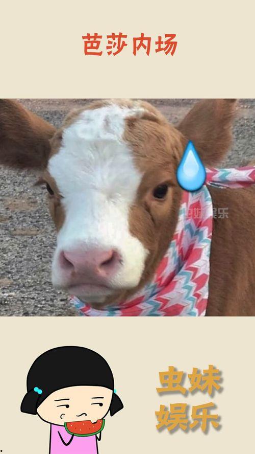 娱乐吃瓜抖音号大全最新,揭秘热门账号背后的秘密  第2张