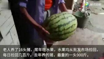 吃瓜群众视频,视频背后的热点追踪与娱乐狂欢  第3张